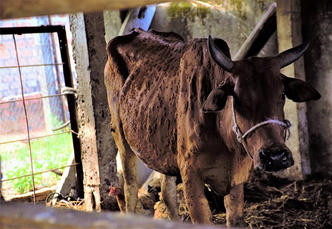 Quảng Nam ngăn chặn bệnh viêm da nổi cục trên đàn bò (29/5/2021)